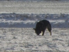 speuren-30-02-2010-a